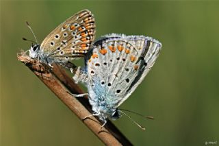 okgzl Mavi (Polyommatus icarus)