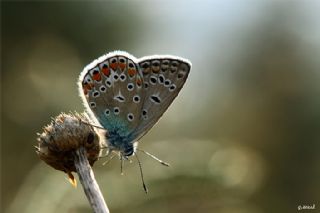 okgzl Mavi (Polyommatus icarus)