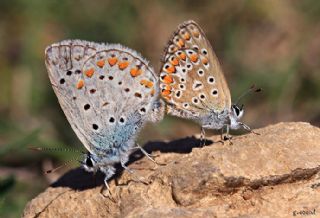 okgzl Mavi (Polyommatus icarus)