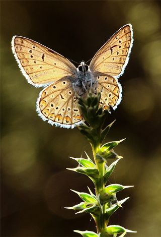 okgzl Mavi (Polyommatus icarus)