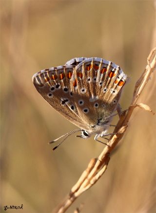 �okg�zl� G�k Mavisi&nbsp;(Polyommatus&nbsp;bellargus)