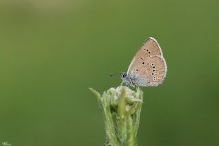 Mazarin Mavisi (Polyommatus semiargus)