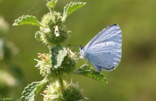 Kutsal Mavi (Celastrina argiolus)