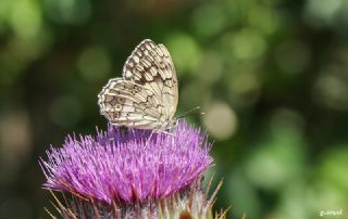 Anadolu Melikesi (Melanargia larissa)