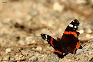 Atalanta (Vanessa atalanta)