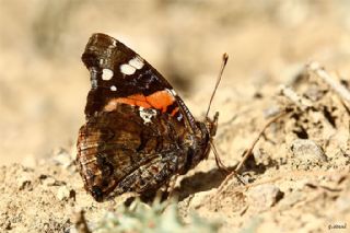 Atalanta (Vanessa atalanta)