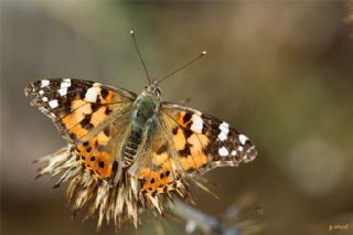 Diken Kelebei (Vanessa cardui)