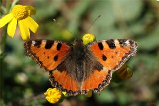 Aglais (Aglais urticae)