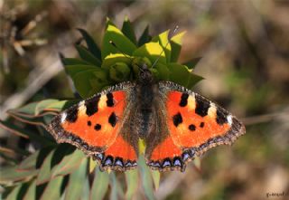 Aglais (Aglais urticae)