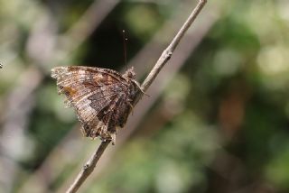 Sar Ayakl Nimfalis (Aglais xanthomelas)