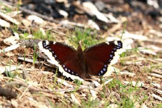 Sar Bandl Kadife (Nymphalis antiopa)