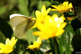 K���k Beyazmelek&nbsp;(Pieris&nbsp;rapae)
