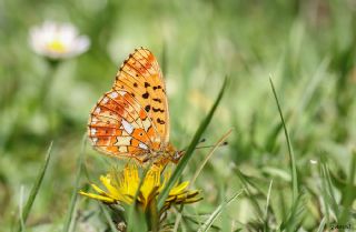 Beyaz nci (Clossiana euphrosyne)