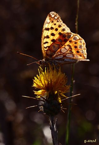 spanyol Kraliesi (Issoria lathonia)
