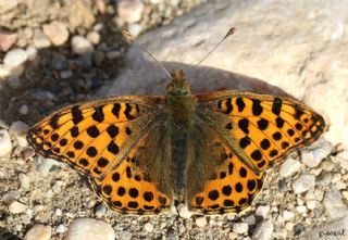 spanyol Kraliesi (Issoria lathonia)