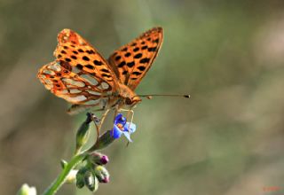 spanyol Kraliesi (Issoria lathonia)