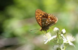 B�y�k �nci&nbsp;(Fabriciana&nbsp;adippe)