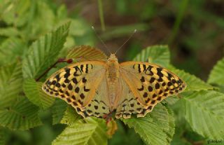 Bahadr (Argynnis pandora)