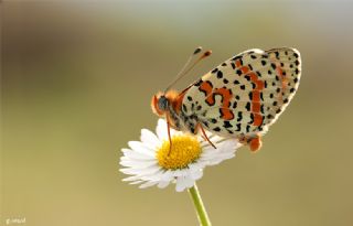 Benekli parhan (Melitaea didyma)