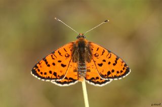 Benekli parhan (Melitaea didyma)