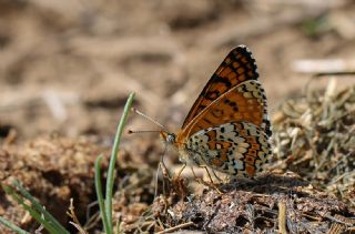 parhan (Melitaea cinxia)