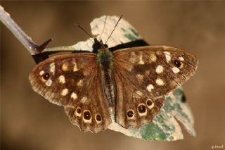 Karanlk Orman Esmeri (Pararge aegeria)