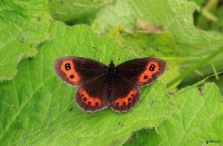 sko Gzelesmeri (Erebia aethiops)