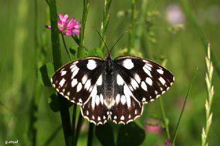 Orman Melikesi (Melanargia galathea)