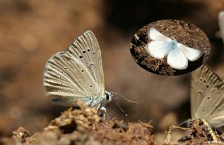 okgzl Anadolu Beyaz (Polyommatus menalcas)