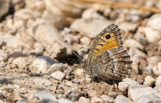 Seyit (Arethusana arethusa)