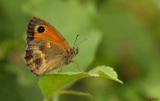 Pironiya (Pyronia tithonus)