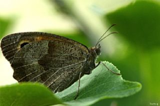 ayr Esmeri (Maniola jurtina)