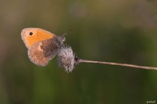 Kk Zpzp Perisi (Coenonympha pamphilus)