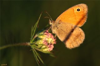 Kk Zpzp Perisi (Coenonympha pamphilus)