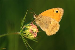 Kk Zpzp Perisi (Coenonympha pamphilus)