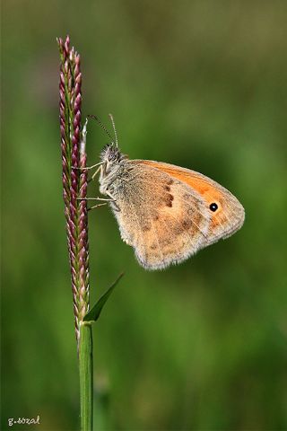 Kk Zpzp Perisi (Coenonympha pamphilus)