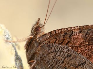 Tavus Kelebei (Inachis io)