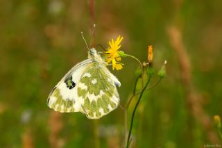 Yeni Beneklimelek (Pontia edusa)