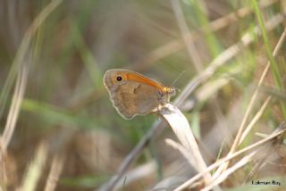 Kk Zpzp Perisi (Coenonympha pamphilus)