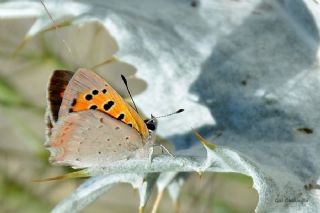 Benekli Bakr Gzeli (Lycaena phlaeas)