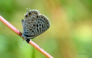 Mavi Zebra (Leptotes pirithous)