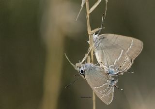 Gzel Sevbeni (Satyrium spini)