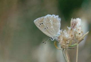 okgzl Dafnis (Polyommatus daphnis)