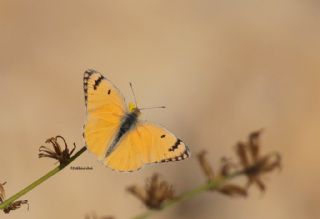 Mezopotamya Kolotisi (Colotis fausta)
