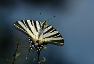 Erik Krlangkuyruk (Iphiclides podalirius)