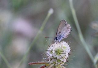 Sevbeni (Satyrium abdominalis)