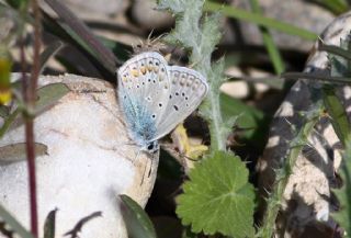 Anadolu Esmergz (Plebejus modicus)