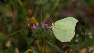Orakkanat (Gonepteryx rhamni)