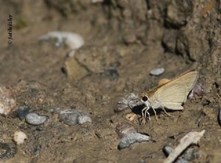 Nostrodamus (Gegenes nostrodamus )