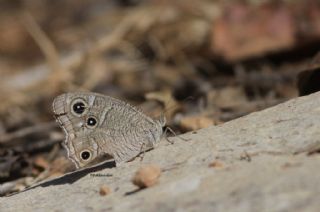 Beyaz Bandl Karamelek (Hipparchia parisatis)